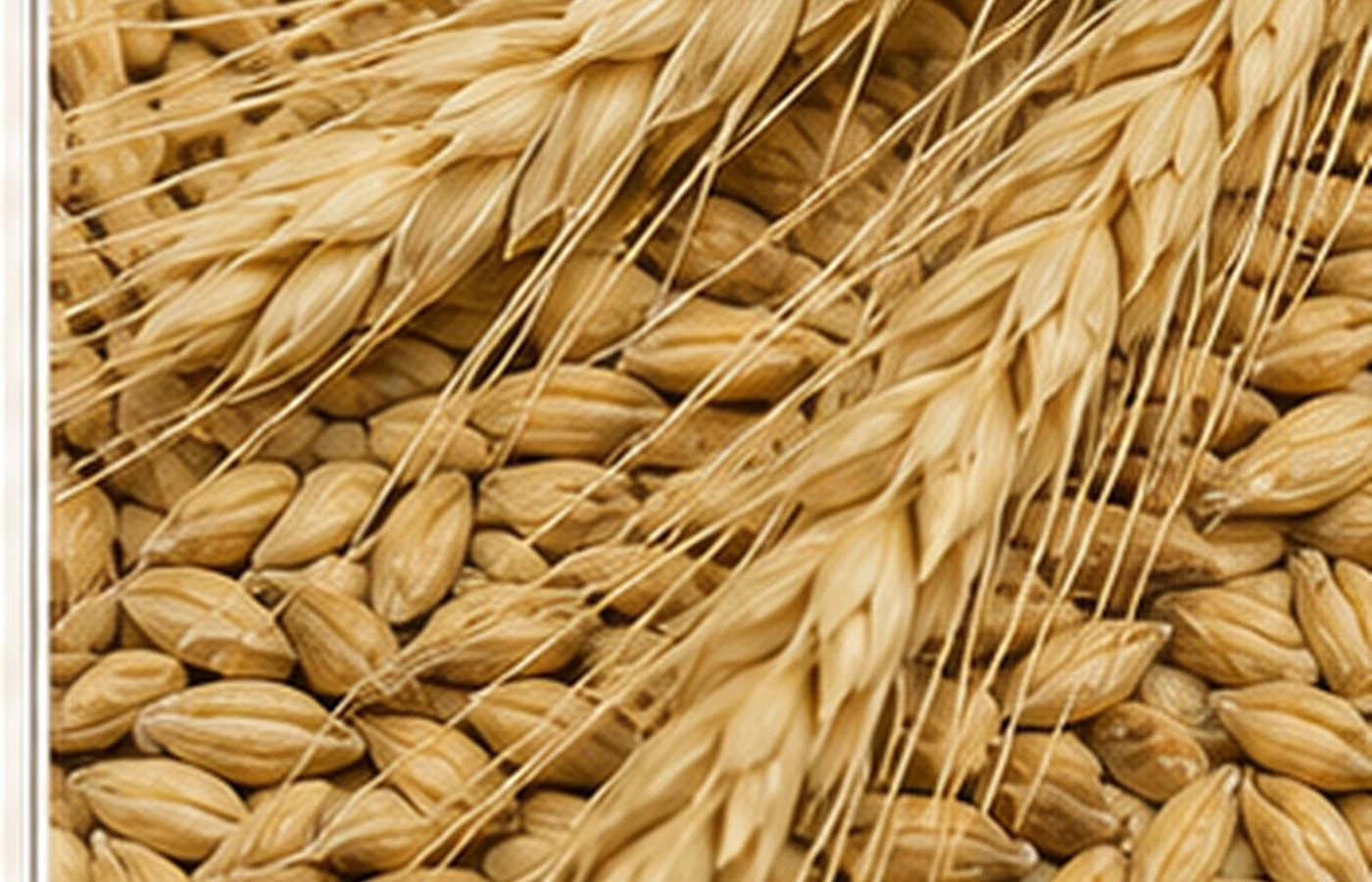 Feed barley