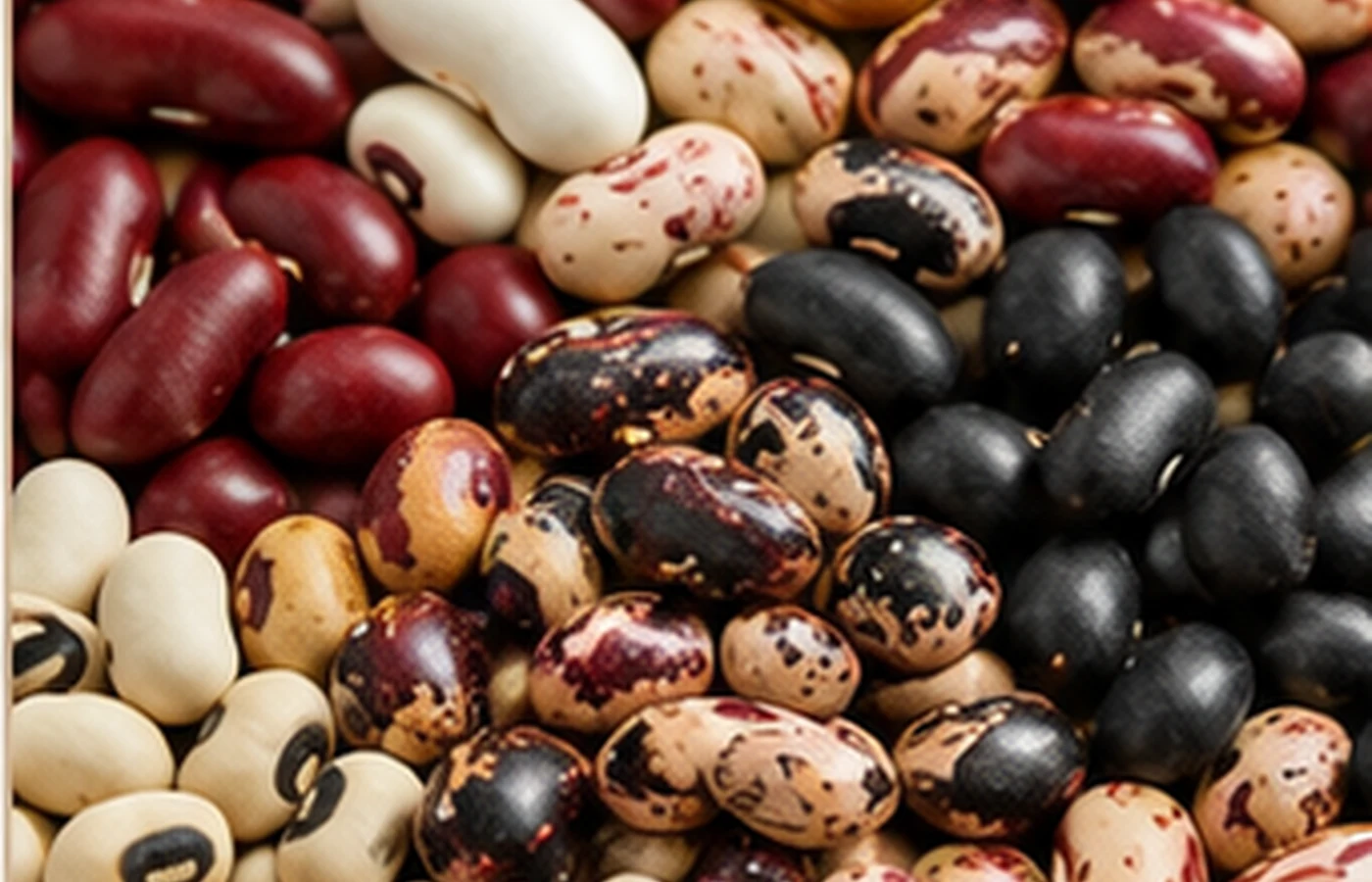 Beans — various varieties